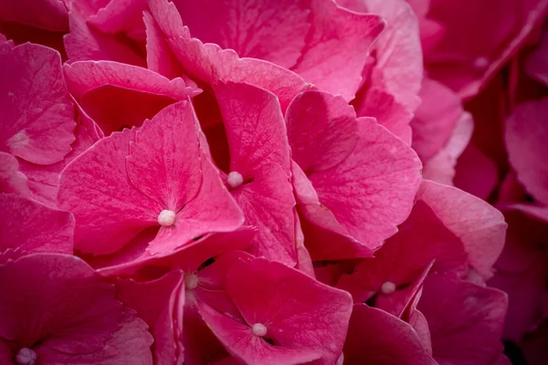 Крупный План Цветущих Розовых Цветов Манголии — стоковое фото