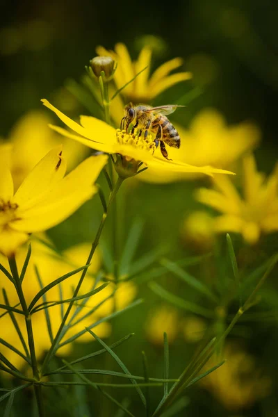 黄色の花を受粉させる蜂の垂直接近ショット — ストック写真