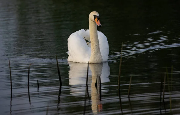 Close Mute Swan Swimming Green Reflecting Pond Light — Stock fotografie