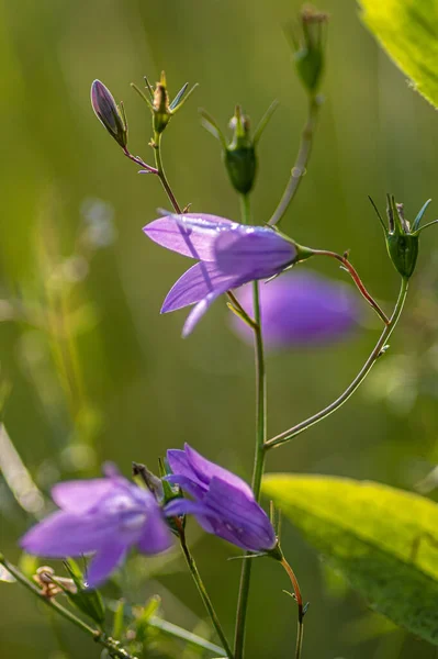 아름다운 자주색 들꽃의 — 스톡 사진