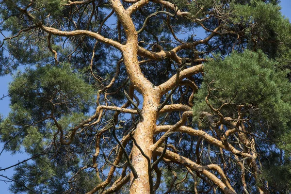 Közelkép Egy Fenyőfakéregről Erdőben — Stock Fotó