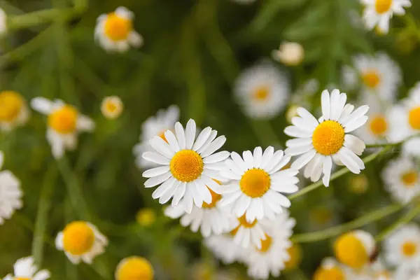 Dzikie Kwiaty Rumianku Polu Słoneczny Dzień — Zdjęcie stockowe