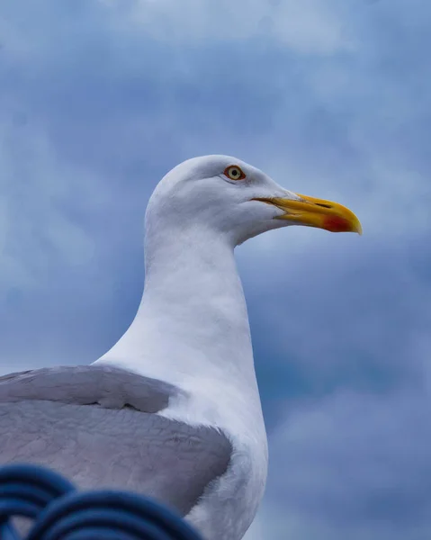 Vertical Shot Adorable Seagull Cloudy Sky Background — Stock Photo, Image