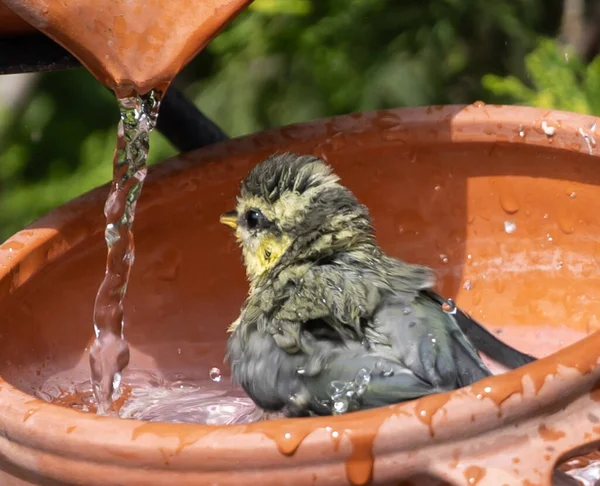 土鍋の中に立つかわいい鳥のクローズアップで 水が注がれています — ストック写真