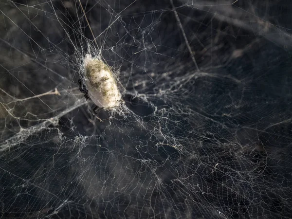 Tiro Seletivo Foco Uma Aranha Seu Ambiente Natural — Fotografia de Stock