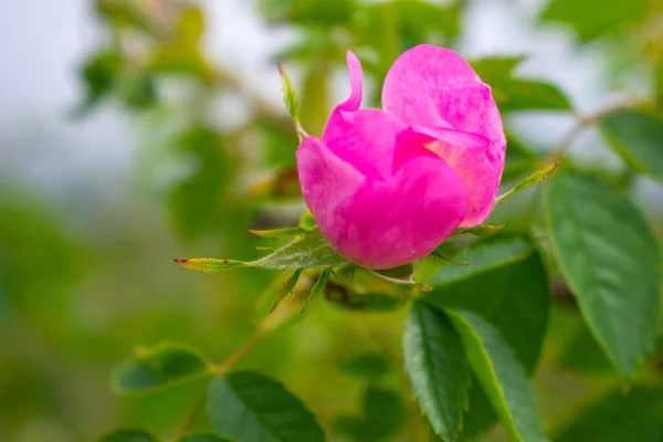 Μια Επιλεκτική Φωτογραφία Ενός Ροζ Μπουμπούκι Τριαντάφυλλου — Φωτογραφία Αρχείου