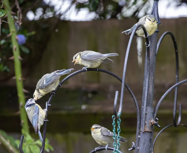 Close Group Great Tit Birds Standing Black Metal Lamppost Garden — 스톡 사진