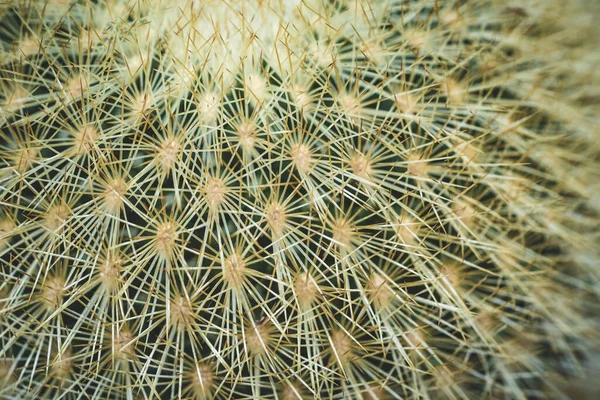 Egy Közeli Felvétel Éles Tüskékről Egy Kaktusznövényen — Stock Fotó