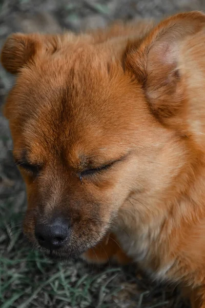 Tiro Vertical Filhote Cachorro Marrom Adormecido Bonito — Fotografia de Stock