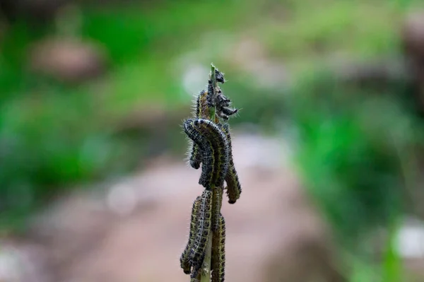 Detailní Záběr Zelených Červů Větvičku — Stock fotografie