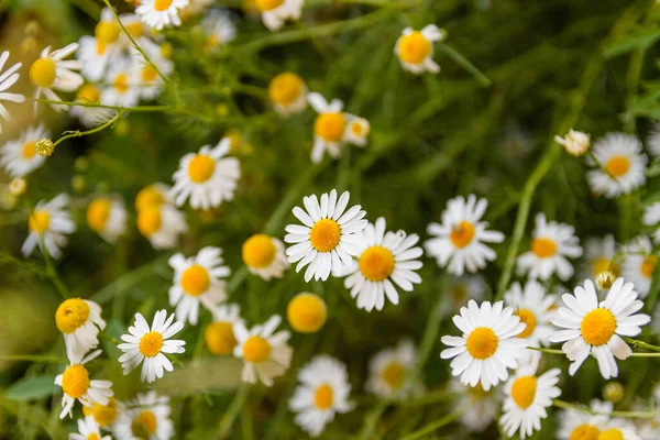 Dzikie Kwiaty Rumianku Polu Słoneczny Dzień — Zdjęcie stockowe