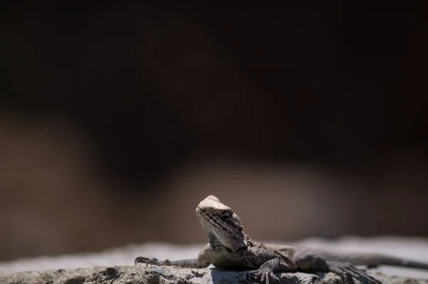 Ještěrka Skále Rozmazaným Pozadím — Stock fotografie