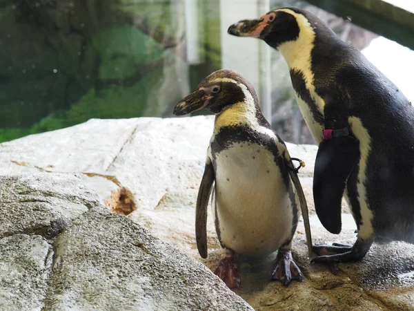 カンザスシティ動物園のフンボルトペンギンのペア — ストック写真