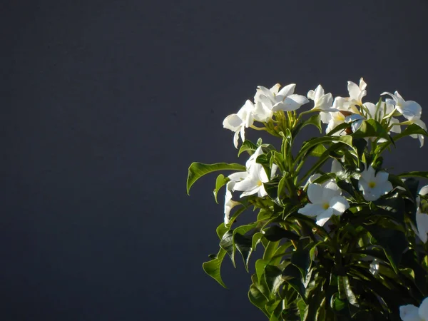 Enfoque Selectivo Flores Blancas Stemmadenia Littoralis Las Ramas Agaisnt Fondo —  Fotos de Stock