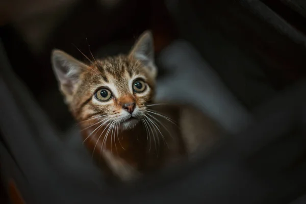 Вертикальный Снимок Милой Кошки Коробке — стоковое фото