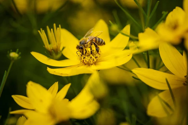 Közelkép Egy Méhről Amint Beporoz Egy Sárga Virágot — Stock Fotó