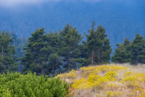土耳其梅尔辛Toroslar美丽的绿树成荫的风景 — 图库照片