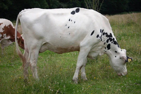 Una Vaca Blanca Negra Pastando Campo —  Fotos de Stock