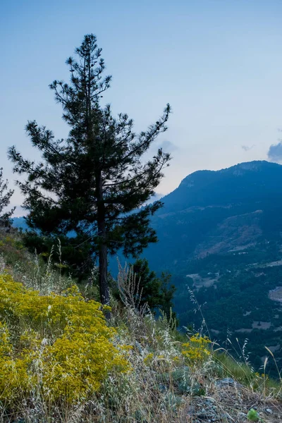 Tiro Vertical Uma Árvore Verde Uma Colina Toroslar Mersin Turquia — Fotografia de Stock