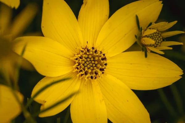 Eine Nahaufnahme Von Blühenden Gelben Topinambur Blumen Aus Jerusalem — Stockfoto