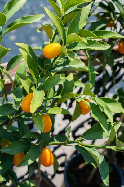 Primo Piano Frutti Kumquat Albero Con Foglie Verdi — Foto Stock