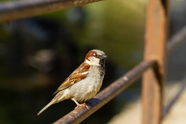 一只家养麻雀的特写镜头 一只棕色和灰色的小鸟在铁栏上 — 图库照片