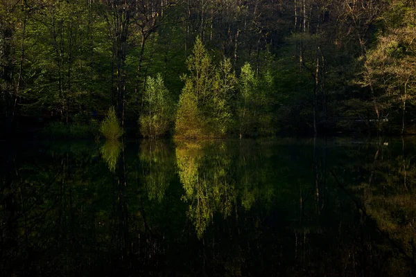 在阳光明媚的日子里 森林中绿树成荫的湖景 映照在水面上 — 图库照片