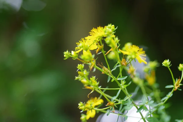 Zbliżenie Hypericum Perforatum Niewyraźnym Tle — Zdjęcie stockowe