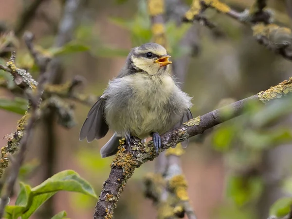 Close Singing Great Tit Bird Standing Old Sprig Tree Light — Zdjęcie stockowe