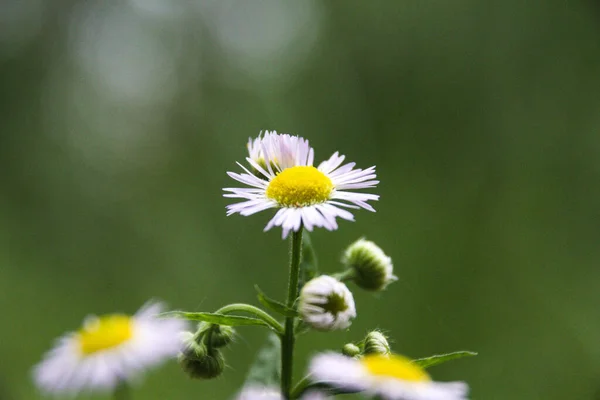 Een Close Shot Van Een Madeliefje — Stockfoto