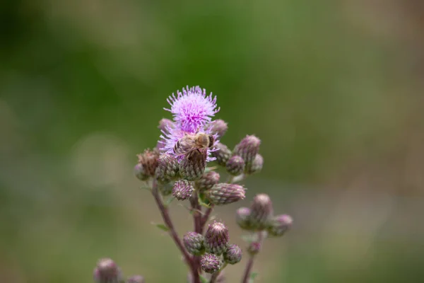 Selective Focus Shot Bee Thistle — Stock Photo, Image