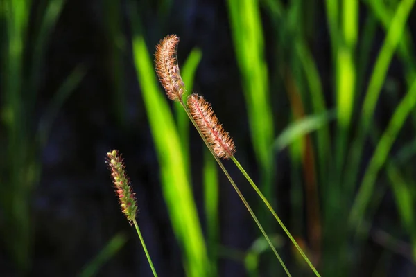 Egy Közeli Kép Sedges Homályos Háttér — Stock Fotó