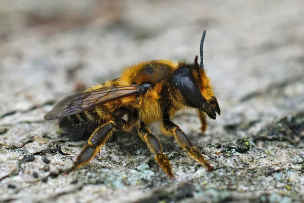 Detaljerad Närbild Brun Och Hårig Kvinnlig Willughbys Lövhuggare Megachile Willughbiella — Stockfoto
