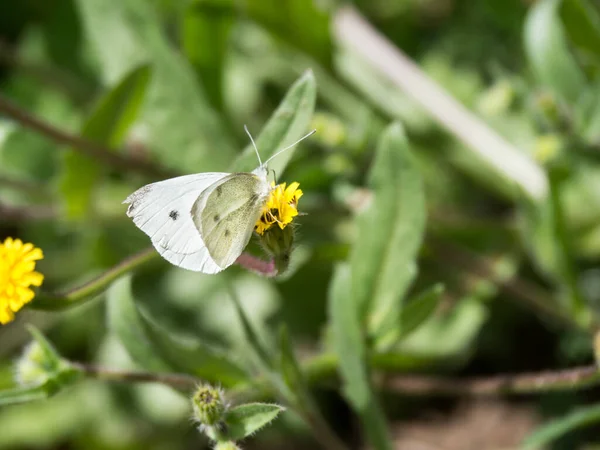 Μια Επιλεκτική Φωτογραφία Από Μια Λευκή Πεταλούδα Λάχανο Σκαρφαλωμένη Ένα — Φωτογραφία Αρχείου