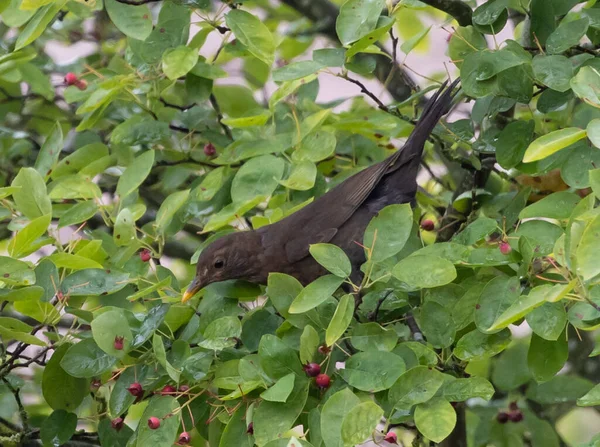 Eine Nahaufnahme Eines Schwarzen Krähenvogels Der Auf Einem Grünen Baum — Stockfoto