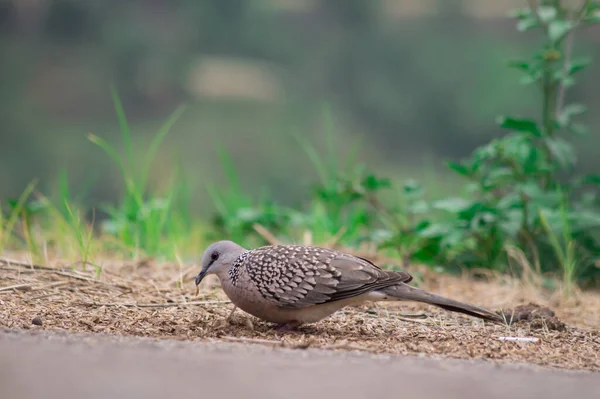 Primo Piano Una Colomba Maculata Parco — Foto Stock