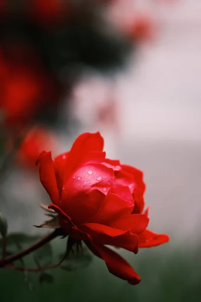 Gros Plan Vertical Une Belle Rose Jardin Rouge — Photo