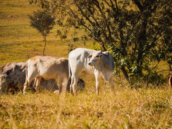 放牧地 放牧地夏季牧场一群牛在干草上吃草的有选择的集中点 — 图库照片