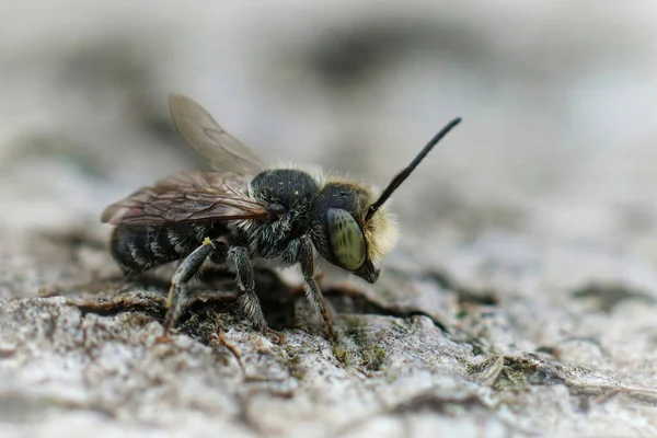 Närbild Hane Alfalfa Blad Biet Megachile Rotundata Bit Trä — Stockfoto