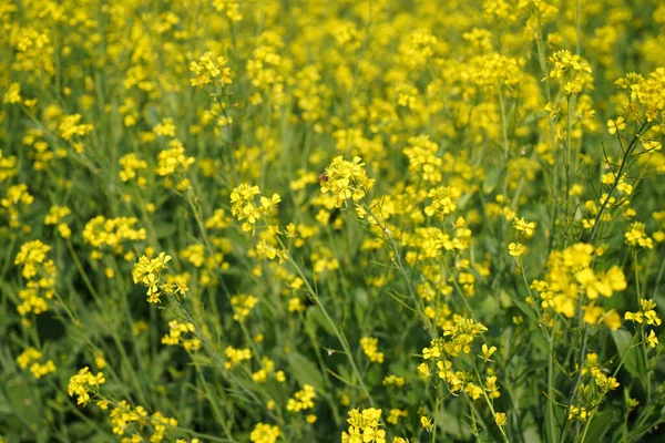 Tiro Close Flores Canola Amarelo Brilhante — Fotografia de Stock