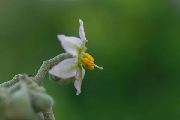 Tiro Seletivo Foco Uma Flor Branca Nightshade — Fotografia de Stock