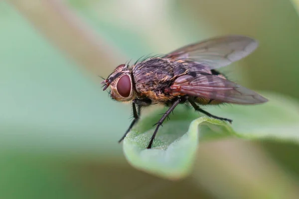 Close Uma Mosca Peluda Espécies Pollenia Contra Fundo Borrado Sentado — Fotografia de Stock