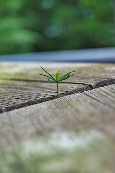 Вертикальный Снимок Маленького Растения Растущего Через Деревянную Доску — стоковое фото