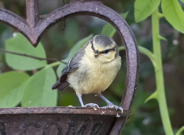 Gros Plan Oiseau Attrape Mouches Vieux Monde Bouleversé Debout Sur — Photo