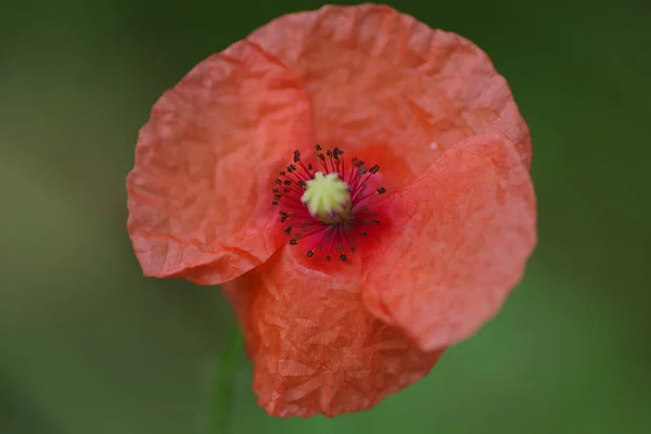 Closeup Shot Papaver Apulum Poppy Blurred Background — Stock Photo, Image