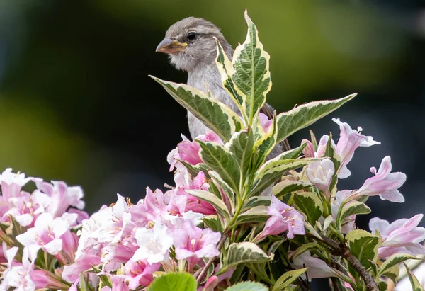 Close House Sparrow Standing Pink Flowers Bokeh Background — Stock Photo, Image
