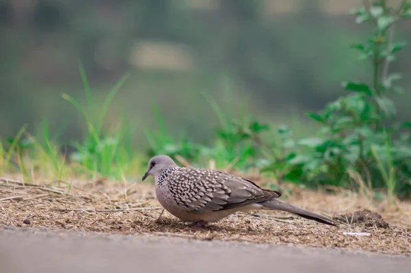 Primo Piano Una Colomba Maculata Parco — Foto Stock