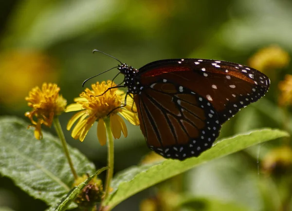 Beau Cliché Papillon Sur Une Fleur Jaune Dans Jardin — Photo