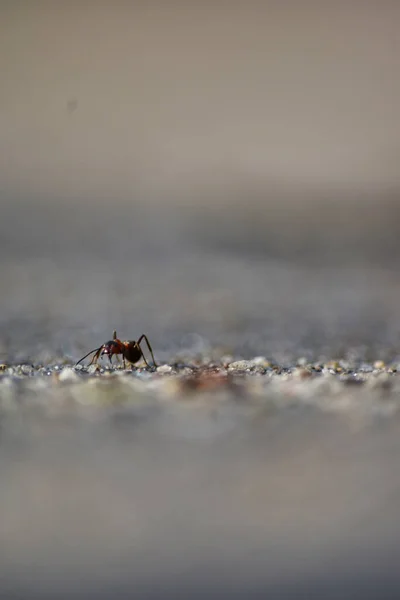 Selective Focus Shot Ant Sandy Ground — Stock Photo, Image