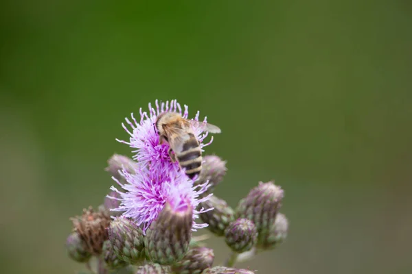 Селективный Фокус Снимка Пчелы Чертополохе — стоковое фото